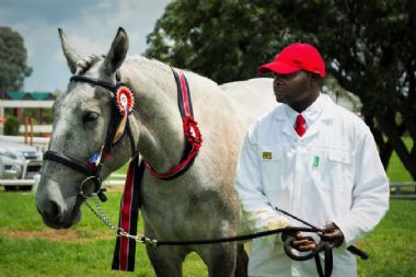 Junior Champion Colt 